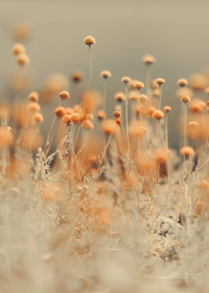 natura